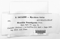 Monilinia fructigena image